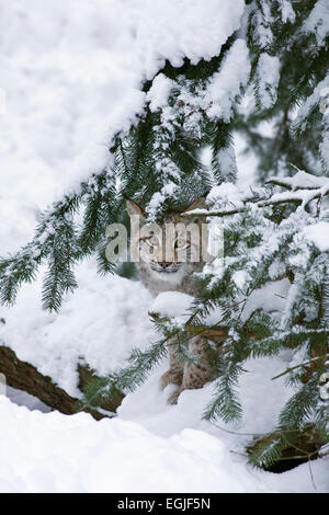 Lince europea (Lynx lynx) nella neve) Foto Stock