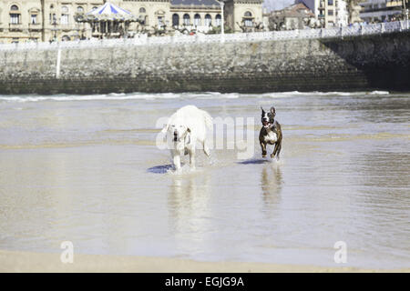 Cani giocando e correre sulla spiaggia, il dettaglio di un paio di cani domestici in mare, gli animali e la natura Foto Stock
