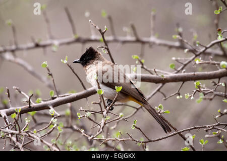 Tappate scuro o nero-eyed bulbul arroccato su ramoscello in scrub in Sud Africa Foto Stock