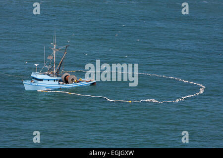 La pesca di acciughe con net (rete a circuizione) in un cerchio da barca nella baia di San Francisco, California, Stati Uniti d'America in giugno Foto Stock