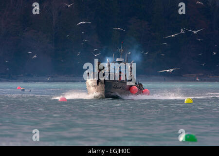 Barca da pesca la pesca di aringa del Pacifico in stretto di Georgia (Salish Sea) nei pressi di Nanaimo, Isola di Vancouver, BC, Canada in Marzo Foto Stock