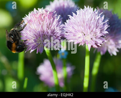 Buff-tailed Bumble Bee (bombus terrestris) alimentazione su erba cipollina fiori (Allium schoenoprasum) Foto Stock