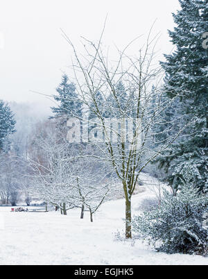 Neve sugli alberi in Whatcom County, Washington Foto Stock