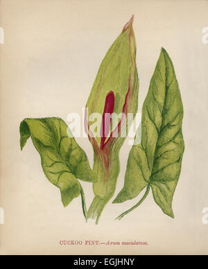 Il cuculo pinta (Arum maculatum) chromolithograph Artista: Anne Pratt "fiori selvatici"1852 Foto Stock