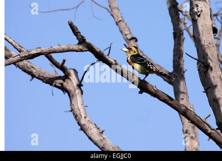 Crested barbet arroccato nella struttura ad albero in Sud Africa Foto Stock