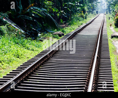 I binari ferroviari nella giungla Foto Stock