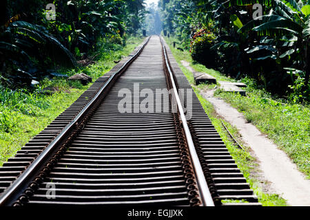 I binari ferroviari nella giungla Foto Stock