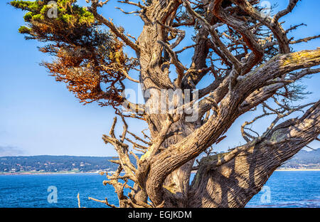 Cypress pino. Point Lobos State Reserve. La contea di Monterey, California, Stati Uniti. Foto Stock