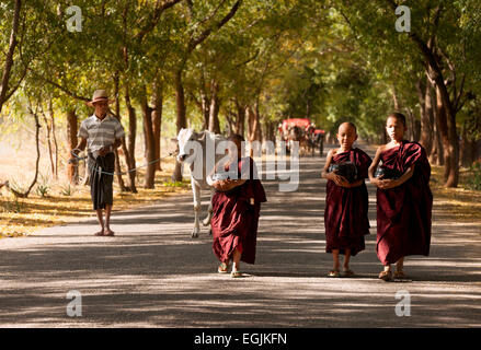 Giovane monaco buddista noviciates e un carrello di giovenco in una strada tipica scena, Bagan, Myanmar ( Birmania ), Asia Foto Stock