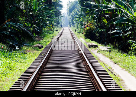 I binari ferroviari nella giungla Foto Stock