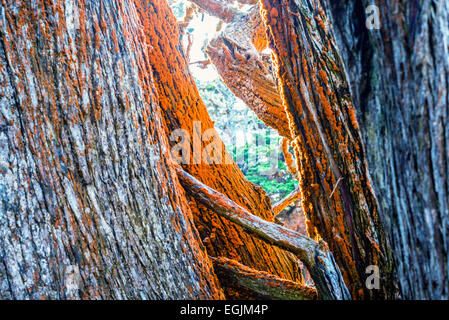 Colore arancio licheni crescono su Cypress pini. Point Lobos State Reserve, Monterey County, California, Stati Uniti. Foto Stock