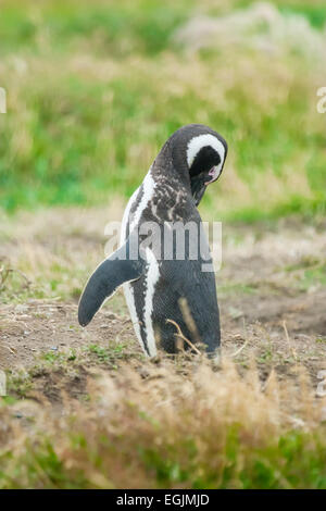 Una vista laterale di un magellanic penguin in piedi su un campo e toccando il suo collo con becco a Punta Arenas, Cile. Foto Stock