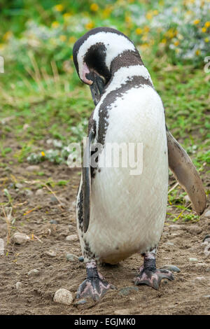 Una vista frontale di un magellanic penguin in piedi su un campo e graffiare la schiena con becco a Punta Arenas, Cile. Foto Stock