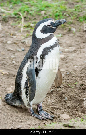 Una vista laterale di un i pinguini di magellano in piedi su un campo a Punta Arenas, Cile. Foto Stock