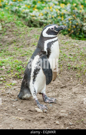 Una vista laterale di un magellanic penguin in piedi su un campo a Punta Arenas, Cile. Foto Stock