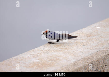 Filo-tailed swallow appollaiata sul parapetto di ponte in Sud Africa Foto Stock