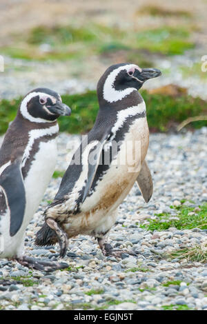Una vista laterale di due i pinguini di magellano in piedi su un campo di ghiaia a Punta Arenas, Cile. Foto Stock