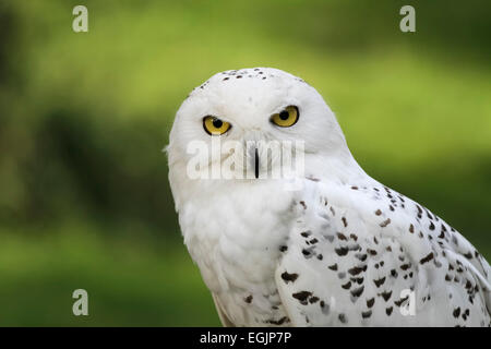 Civetta delle nevi maschio Foto Stock