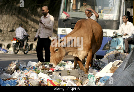 Strada spazzatura in una strada trafficata e pazza ricerca di cibo nel febbraio 9,2014 in Hyderabad,AP,l'India.Una scena comune in India. Foto Stock