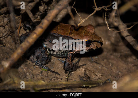 Un Smokey Jungle Frog (Leptodactylus pentadactylus) trascorso la giornata nella sua tana Foto Stock