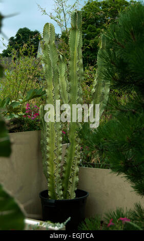 Euphorbia ammak variegata Foto Stock