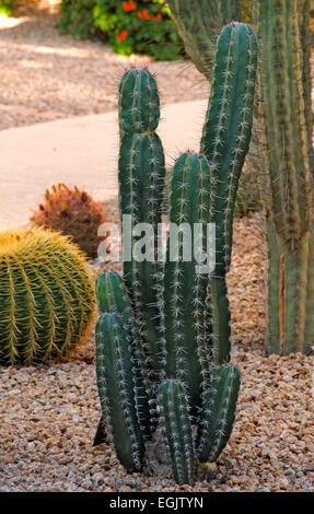 Pachycereus pecten aboriginum, organo a canne Foto Stock