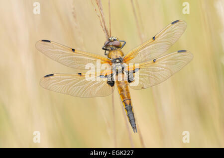 Quattro-spotted dragonfly (Libellula quadrimaculata), dragonfly seduto su di una lama a secco, Nord Reno-Westfalia, Germania Foto Stock