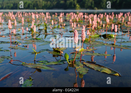 Knotweed acqua (Persicaria amphibia) in un lago, fioritura, Nord Rhine-Wesfalen, Germania Foto Stock