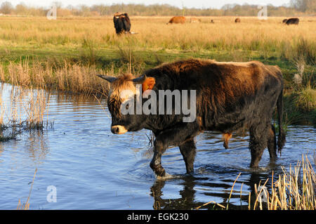 Bovini di Heck (Bos primigenius f. taurus), allevamento indietro programma, tentativo di razza torna l'estinto uro Foto Stock