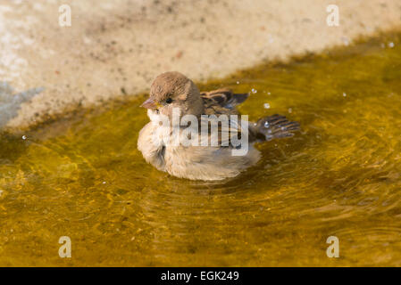 Casa Passero (Passer domesticus) la balneazione in acqua, Bassa Sassonia, Germania Foto Stock