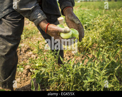 Phnom Penh Phnom Penh Cambogia. 26 Febbraio, 2015. Un equipaggio di lavoro i pomodori raccolti su Koh Dach (''Silk isola'') della periferia di Phnom Penh. © Jack Kurtz/ZUMA filo/Alamy Live News Foto Stock