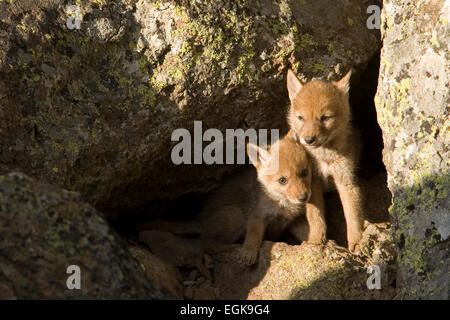 Coyote (Canis latrans) cuccioli a den nel Parco Nazionale di Yellowstone, Wyoming Foto Stock