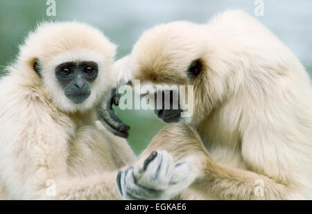 Gibboni Captive White-handed (Iylobati lar) che interagiscono Foto Stock