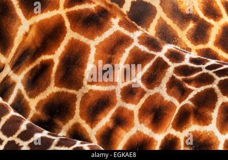 Modelli astratti di giraffe baringo prigioniere (Giraffa camelopardalis rothschildi) Foto Stock