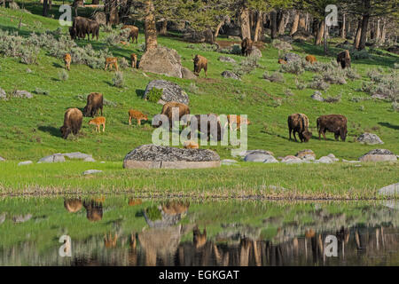 Buffalo delle madri e bambini. I bisonti americani (Bison bison). Foto Stock