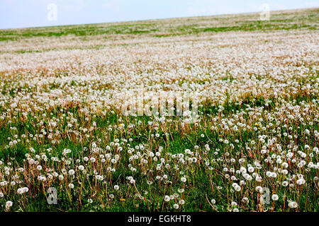 Campo di tarassaco, Paracadute di palline in un bellissimo ambiente naturale Jane Ann Butler JABP Fotografia797 Foto Stock