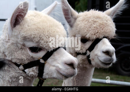 Alpaca al Ellingham & Ringwood mostrano in Hampshire, Inghilterra Foto Stock