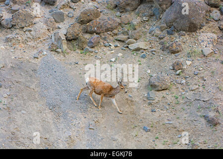 Mule Deer (Odocoileus hemionus) sulla scogliera Foto Stock