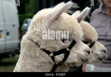 Alpaca al Ellingham & Ringwood mostrano in Hampshire, Inghilterra Foto Stock