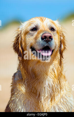 Bell esemplare del cane di razza Golden Retriever Foto Stock