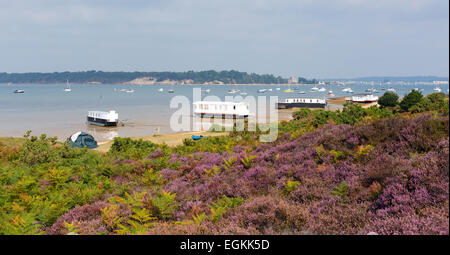 Erica viola con vista a Brownsea Island il porto di Poole Dorset Regno Unito Inghilterra visto dalla costa accanto alle barene ferry Foto Stock