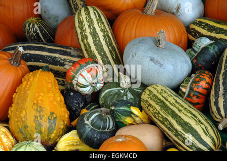 Zucche e zucche Foto Stock