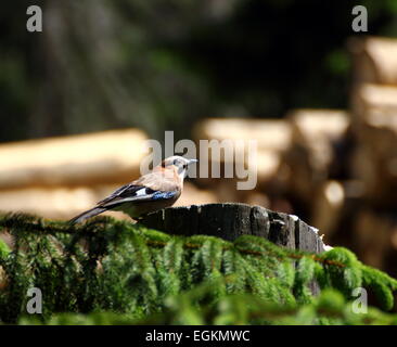 Garrulus glandarius - european jay alla ricerca di cibo Foto Stock