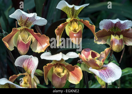 Venere Pantofola Orchidee - Paphiopedilum Foto Stock