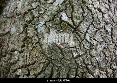 Albero di quercia corteccia; Quercus robur Foresta di Dean; Regno Unito Foto Stock