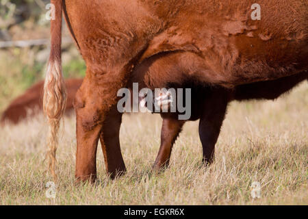 Red Devon bestiame bovino e vitello lattante Cornwall, Regno Unito Foto Stock