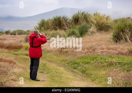 Atlantico Sud, Falklands, Isola di carcassa, visitatore guardando attraverso il binocolo a uccelli in erba tussac Foto Stock