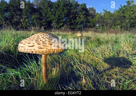 Ombrellone di funghi (Macrolepiota procera / Lepiota procera) nella prateria Foto Stock