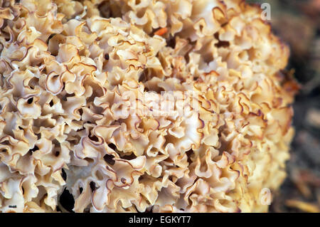 Fungo cavolfiore / Legno di cavolfiore (fungo Sparassis crispa) Foto Stock