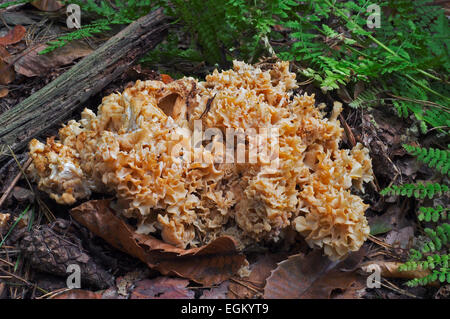 Fungo cavolfiore / Legno di cavolfiore (fungo Sparassis crispa) Foto Stock